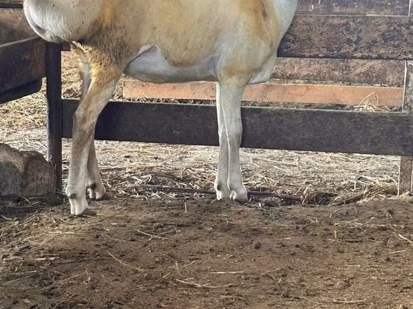 Ram, Sheep — Azerbaijan