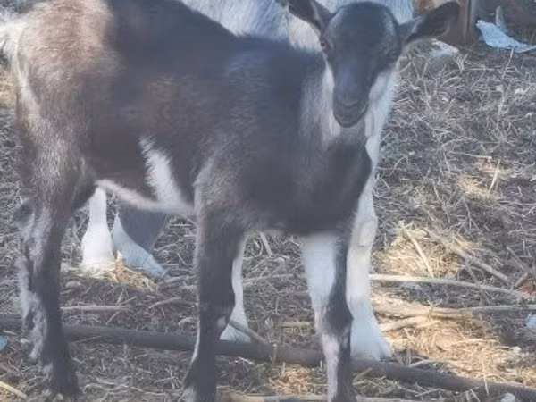 Billy Goat, Goats — Hungary