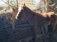 اسب نر, Kazakh horse — عکس 4