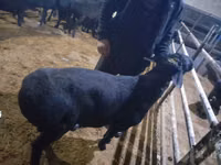 Ram, Sheep — photo 2