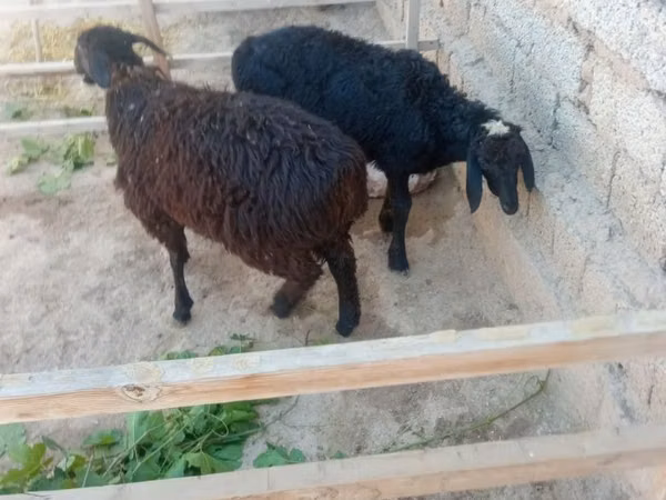 Ram, Hissar sheep — Uzbekistan