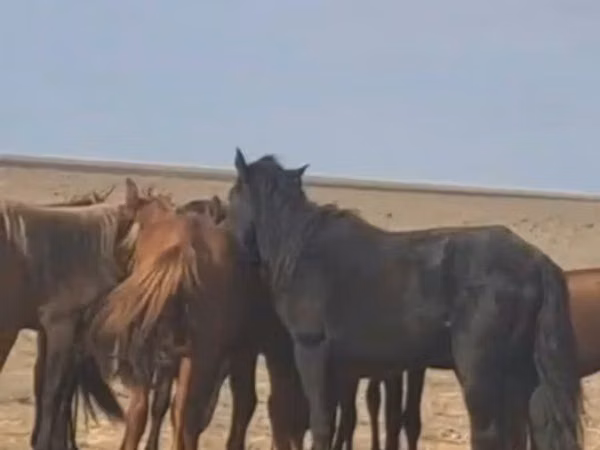 Horse (M), Kazakh horse
