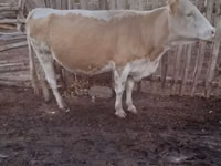 Cow, Latvian Blue cattle — photo 3