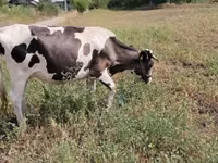 Vache, Race Holstein — photo 1