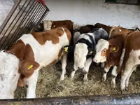 Cow, Simmental cattle — photo 3