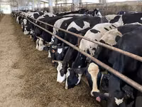 Сиыр, Yaroslavl cattle — 1-сурет