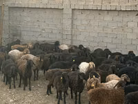 Ram, Edilbay sheep — photo 1
