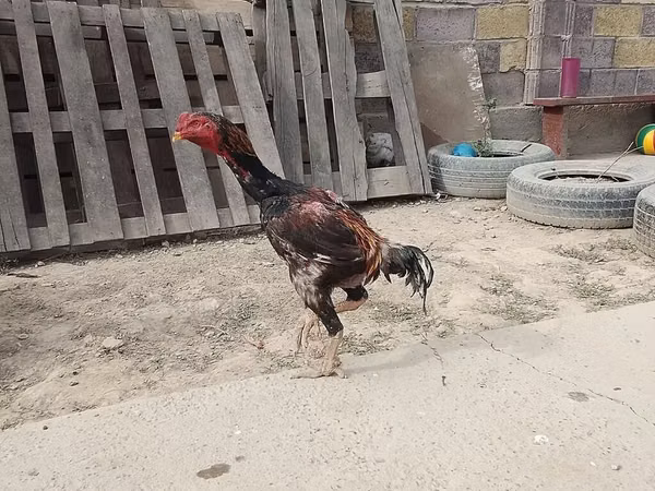 Shamo chickens — Kirgistaan