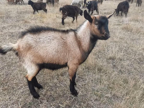 Ziegenbock, Alpine goat — Kasachstan