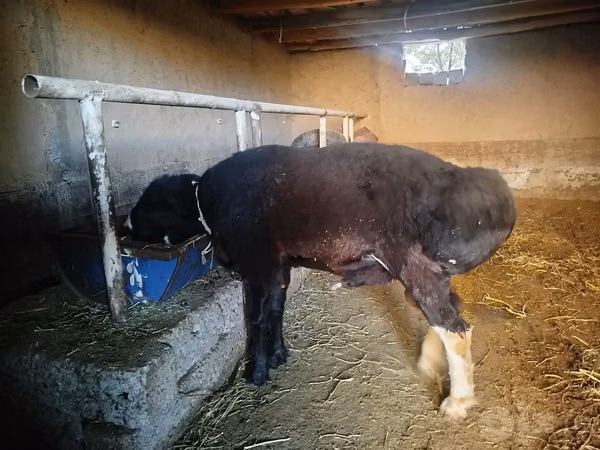Ram, Sheep — Uzbekistan