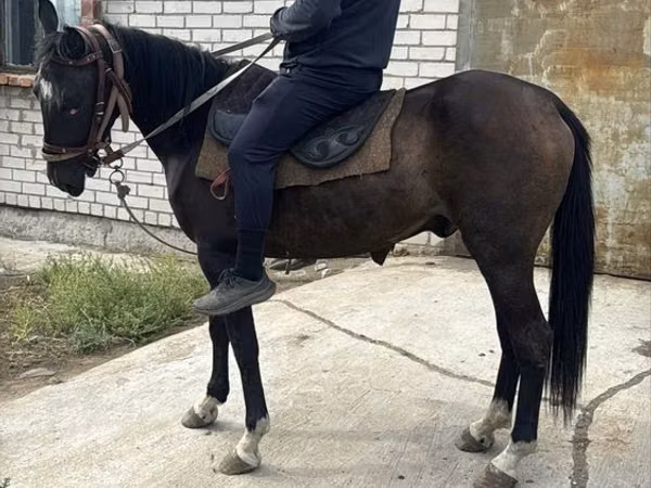 Horse (M), Horses — Kazakhstan