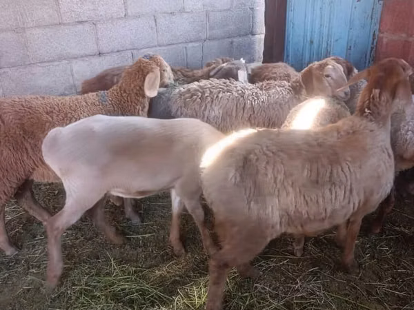 母羊, Arashan sheep