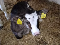 Cattle (batch, sex not specified), Cattle — photo 7