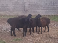 የጎትት አውራ በግ, Sheep — ፎቶ 2