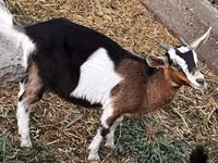 Goat, Alpine goat — photo 3