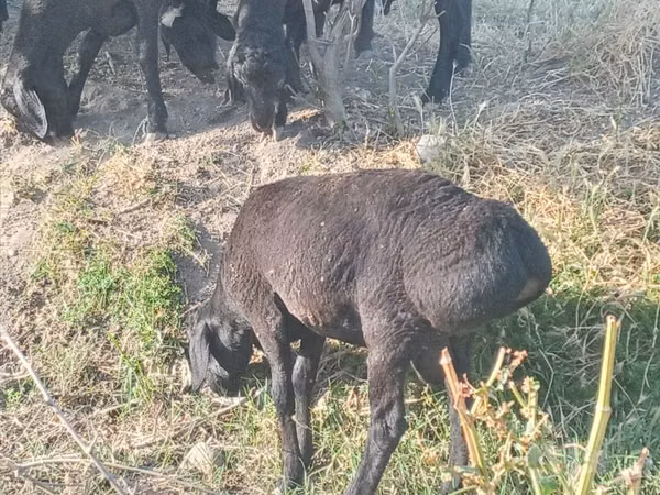 Ram, Sheep — Uzbekistan