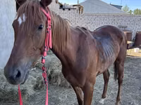 Cavalla, Thoroughbred horse — foto 1