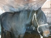 Kuda betina, Kazakh horse — foto 5