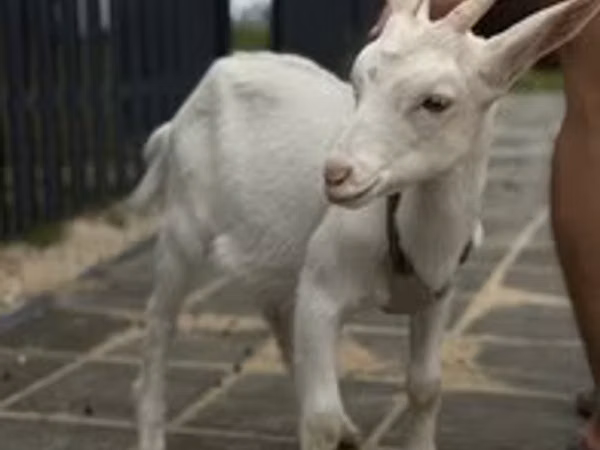 Capra, Saanen goat — Russia