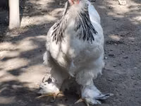 Chickens — foto 6