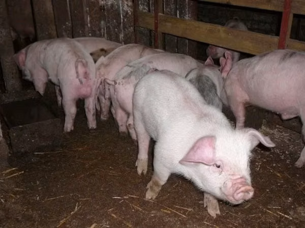 گراز نر,  — مجارستان