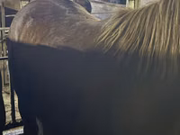 Horse (M), Horses — photo 1