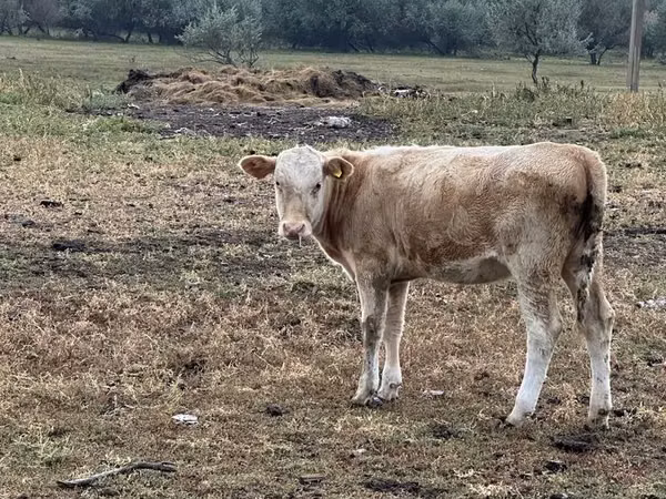 Cow, Simmental cattle — Kazakhstan