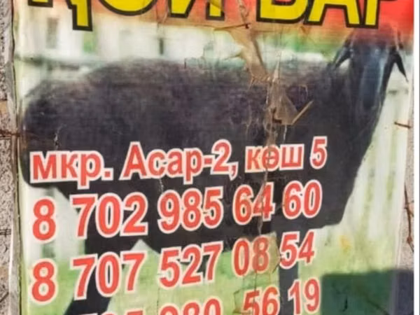 Ram, Sheep — Kazakhstan