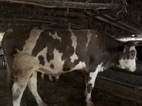 सांड, Swiss cattle — फ़ोटो 3