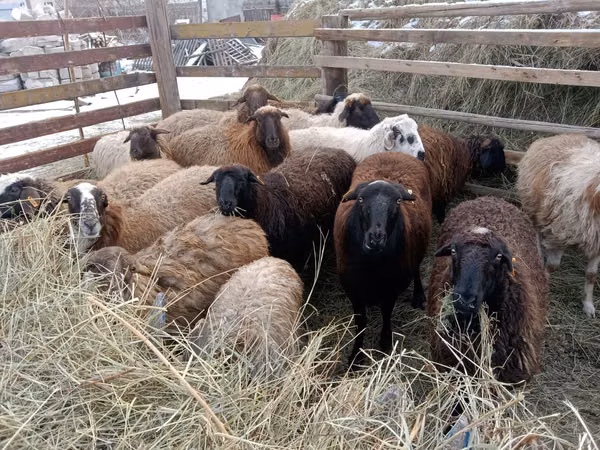 Dume la kondoo, Gorkov sheep — Kazakistani