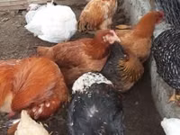 Chickens — تصویر 2