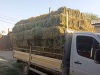 Клевер аралаш доставка есть цена 270с — 照片 1