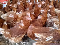 Chickens — foto 2