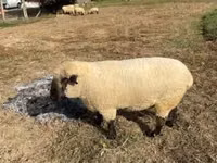 Kambing jantan, Hampshire sheep — foto 6
