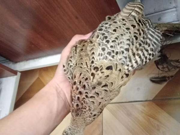 Guinea fowl — উজবেকিস্তান
