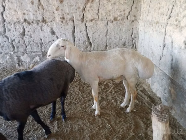 Ram, Sheep — Uzbekistan