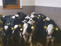 ثور, Russian Black pied cattle — الصورة 5