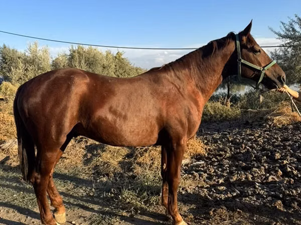 Horse (M), Russian Don — Kyrgyzstan
