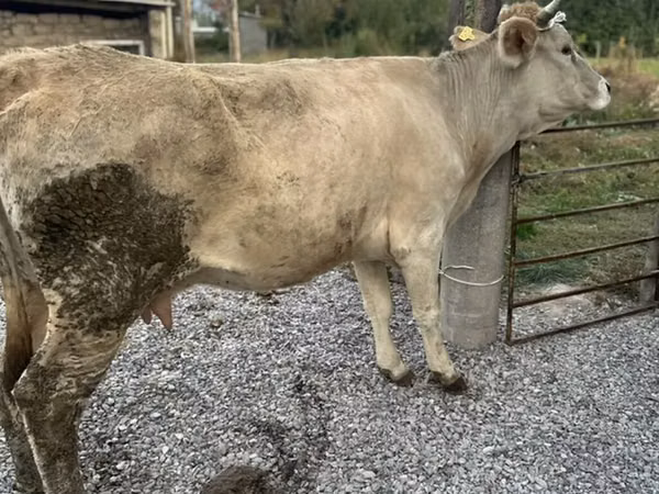 Cow, Simmental cattle