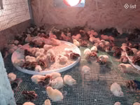 Quails — photo 3
