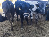 Býk, Russian Black pied cattle — foto 8
