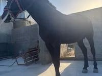Fardo (xirmo, jins lama sheegin), Kyrgyz Horse — sawirka 1