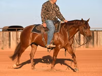 公马, Quarter Horse — 照片 6