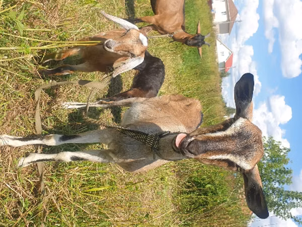Capra, Nubian Goat — Russia