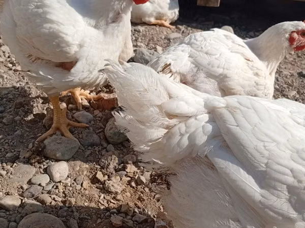 Chickens