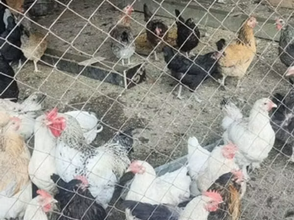 Chickens — Kyrgyzstan