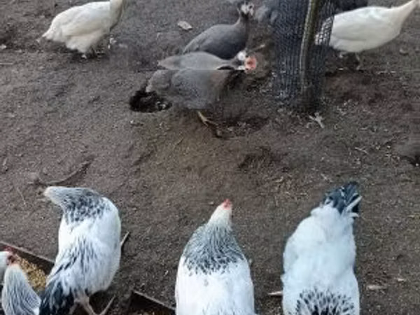 Guinea fowl
