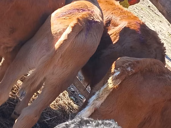 İribuynuzlu mal-qara (partiya, cinsi göstərilməyib), Simmental cattle