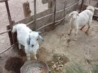 Goat, Goats — photo 3
