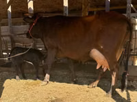 Vache, Latvian Blue cattle — photo 2
